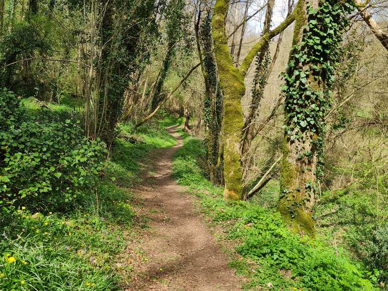 Single track en forêt - Sentiers et pistes de VTT | Komoot