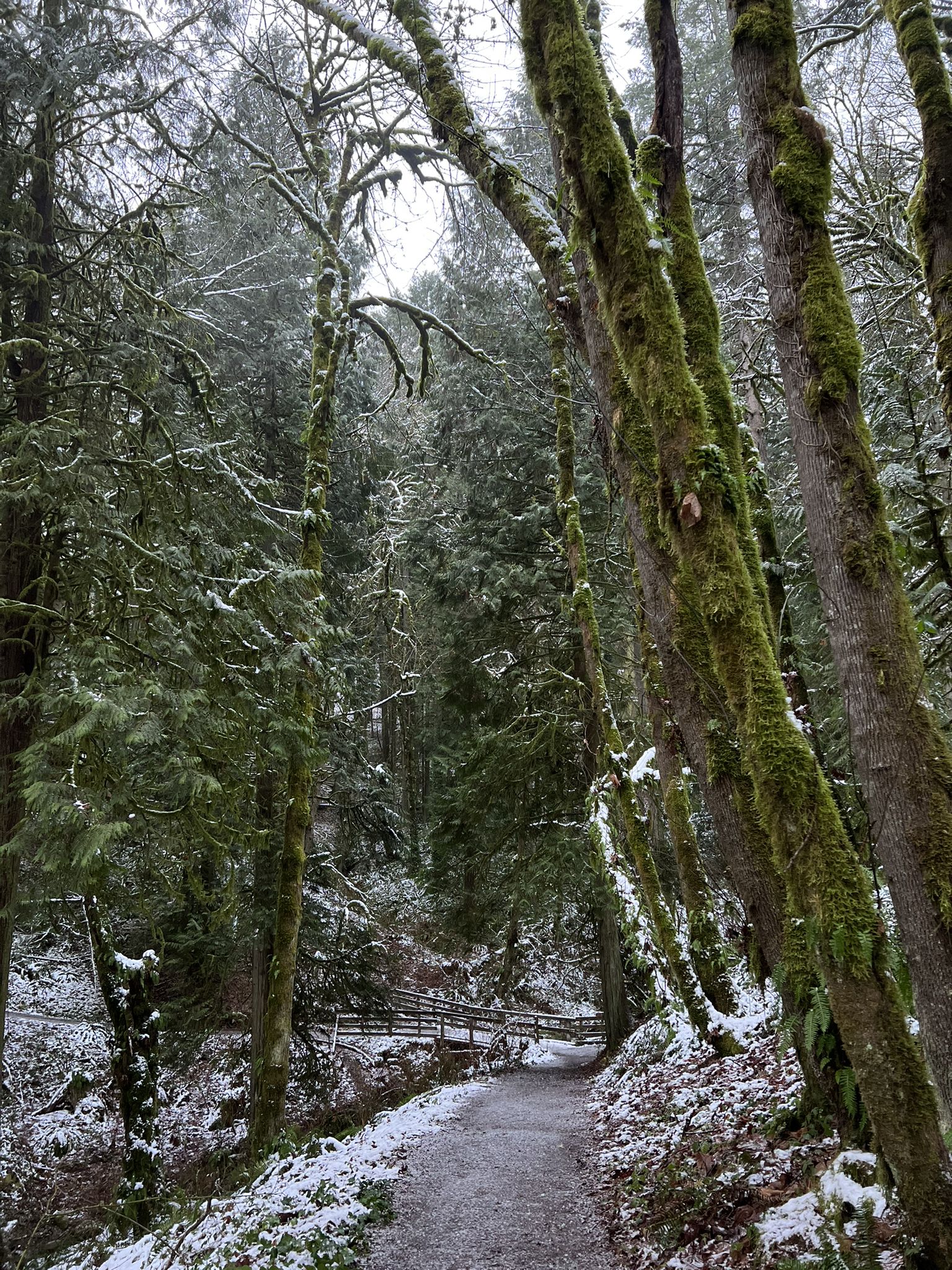 Snow-dusted forest path winding through mossy trees on an overcast winter day. - Tryon Creek Loop