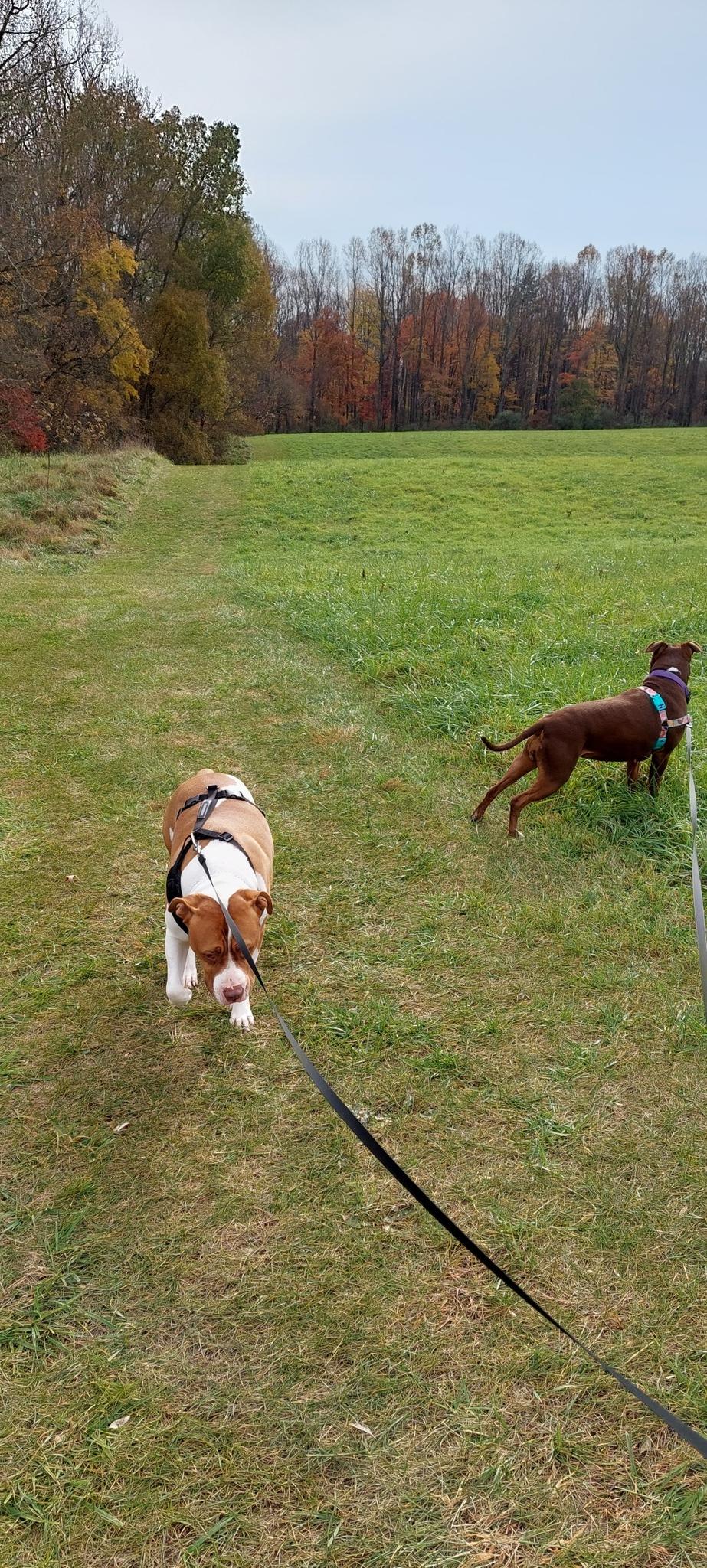 Two dogs walk in a green field with colorful autumn trees under an overcast sky.