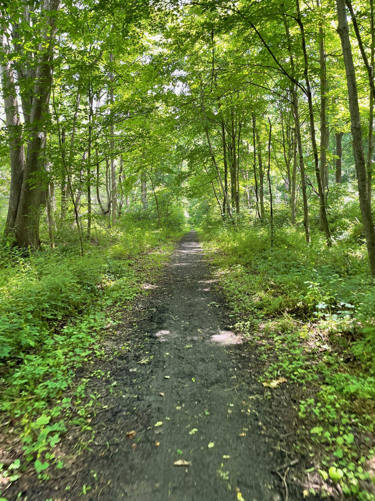 A sun-dappled dirt path winds through a dense green forest.
