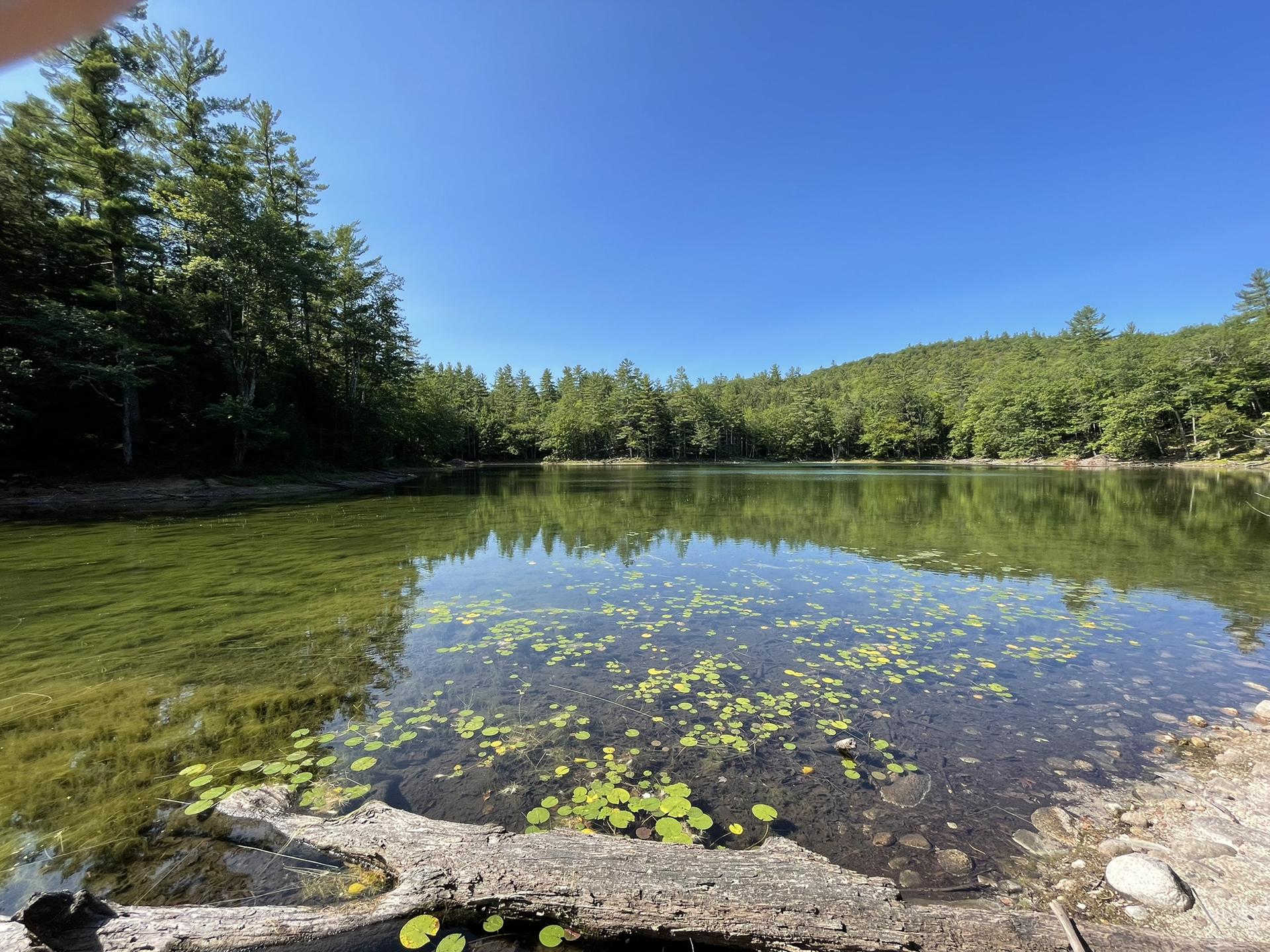 A tranquil lake with lily pads, surrounded by dense green forest under a clear blue sky.
