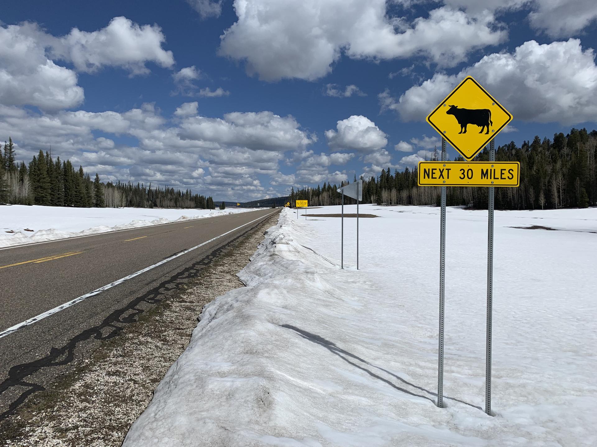 Paved road with snow on shoulders, cow crossing sign under cloudy sky.