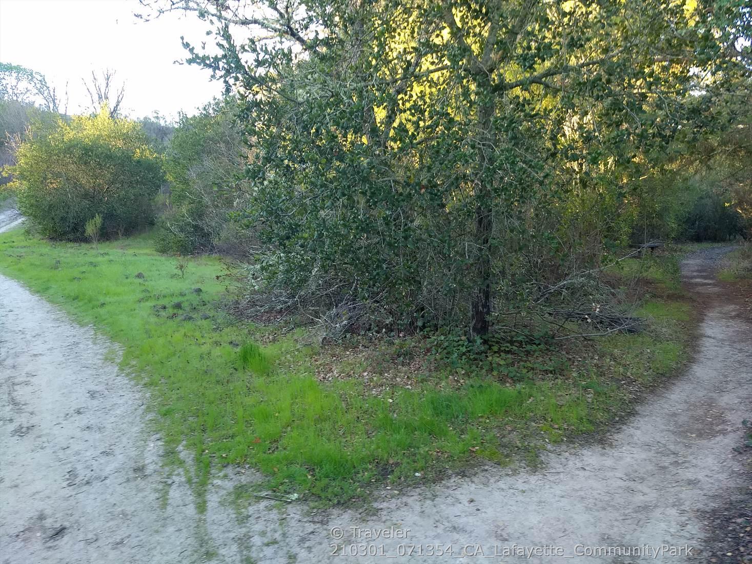 Fork in a dirt path, surrounded by green grass and dense bushes, bright sun.