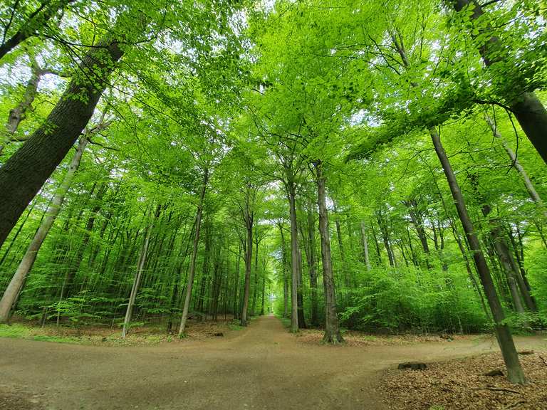 Volksdorfer Wald: Wanderungen und Rundwege | komoot
