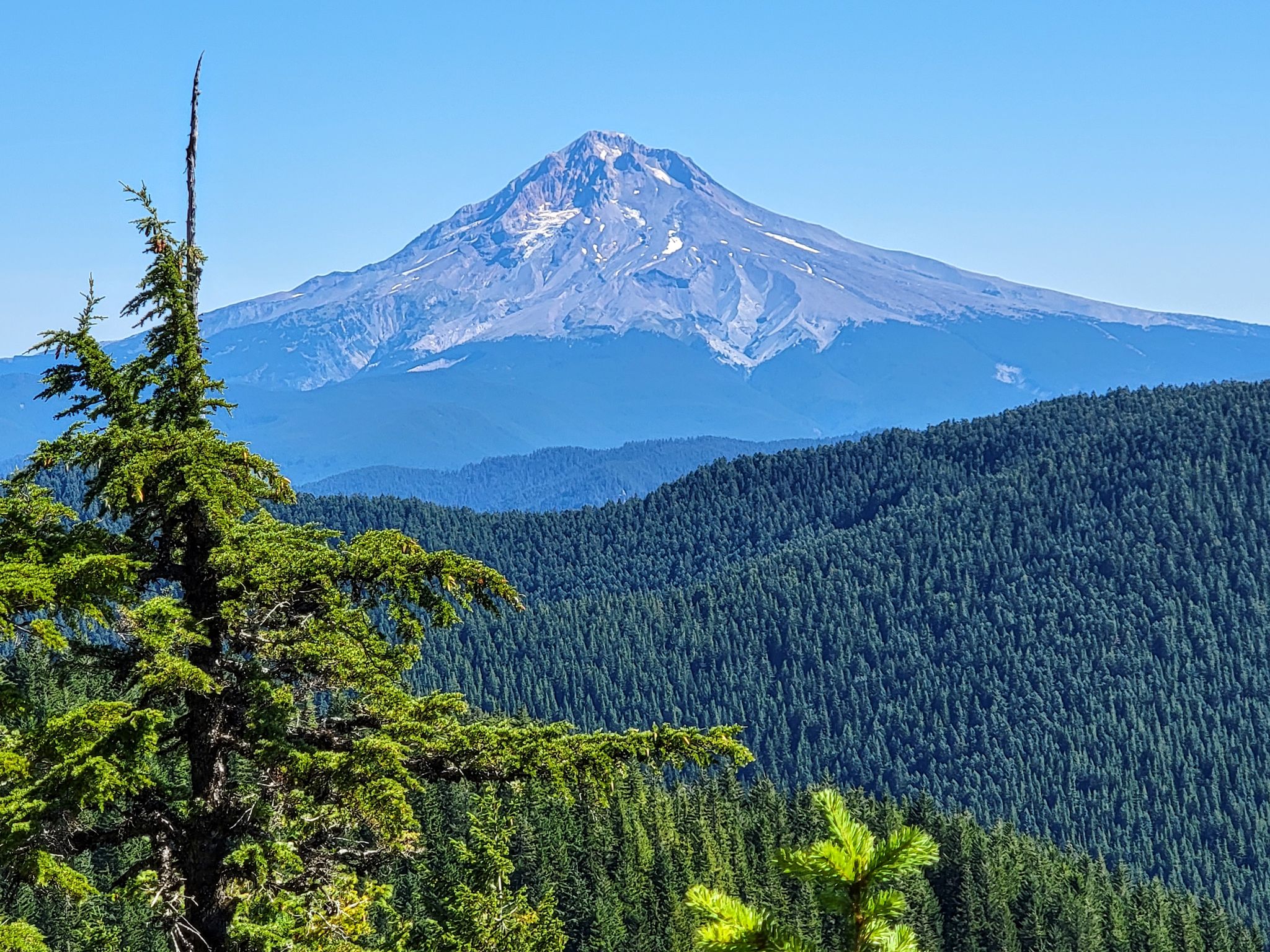 Tall evergreen tree in foreground, snow-capped mountain and forest in bright daylight. - Tumala Mountain Hike — Mount Hood National Forest