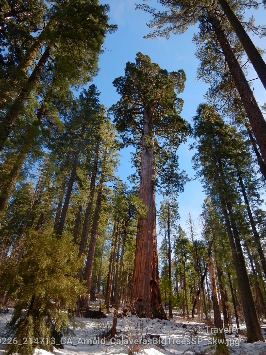 Looking up at a massive tree trunk in a snowy forest under blue sky. - River Canyon Trail