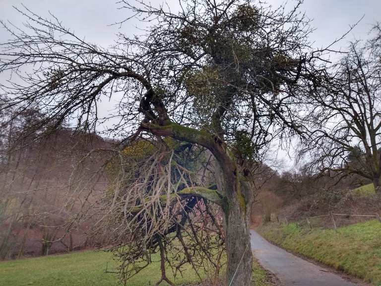 SchöneSprücheWeg Mörlenbach, Bergstraße Wanderweg Komoot