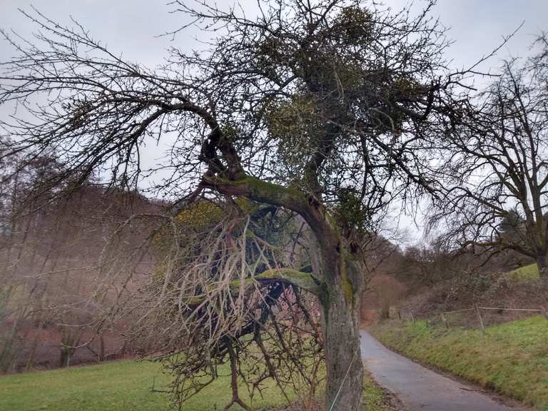 38+ Schoene sprueche weg moerlenbach 