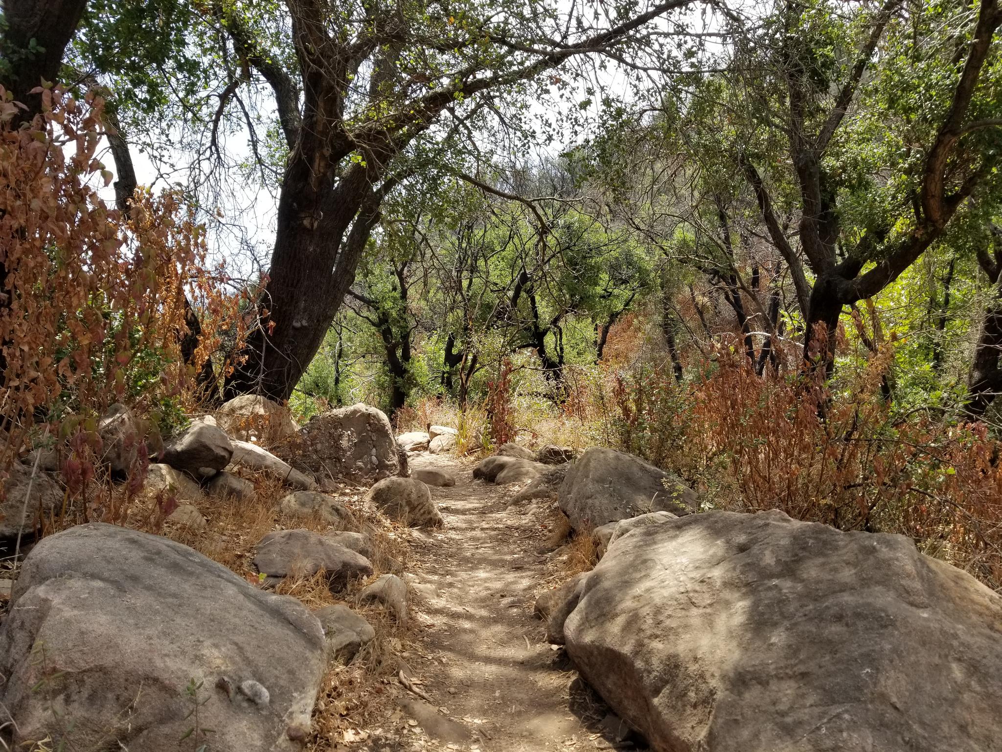 A rocky dirt path winds through a forest with green and brown foliage.