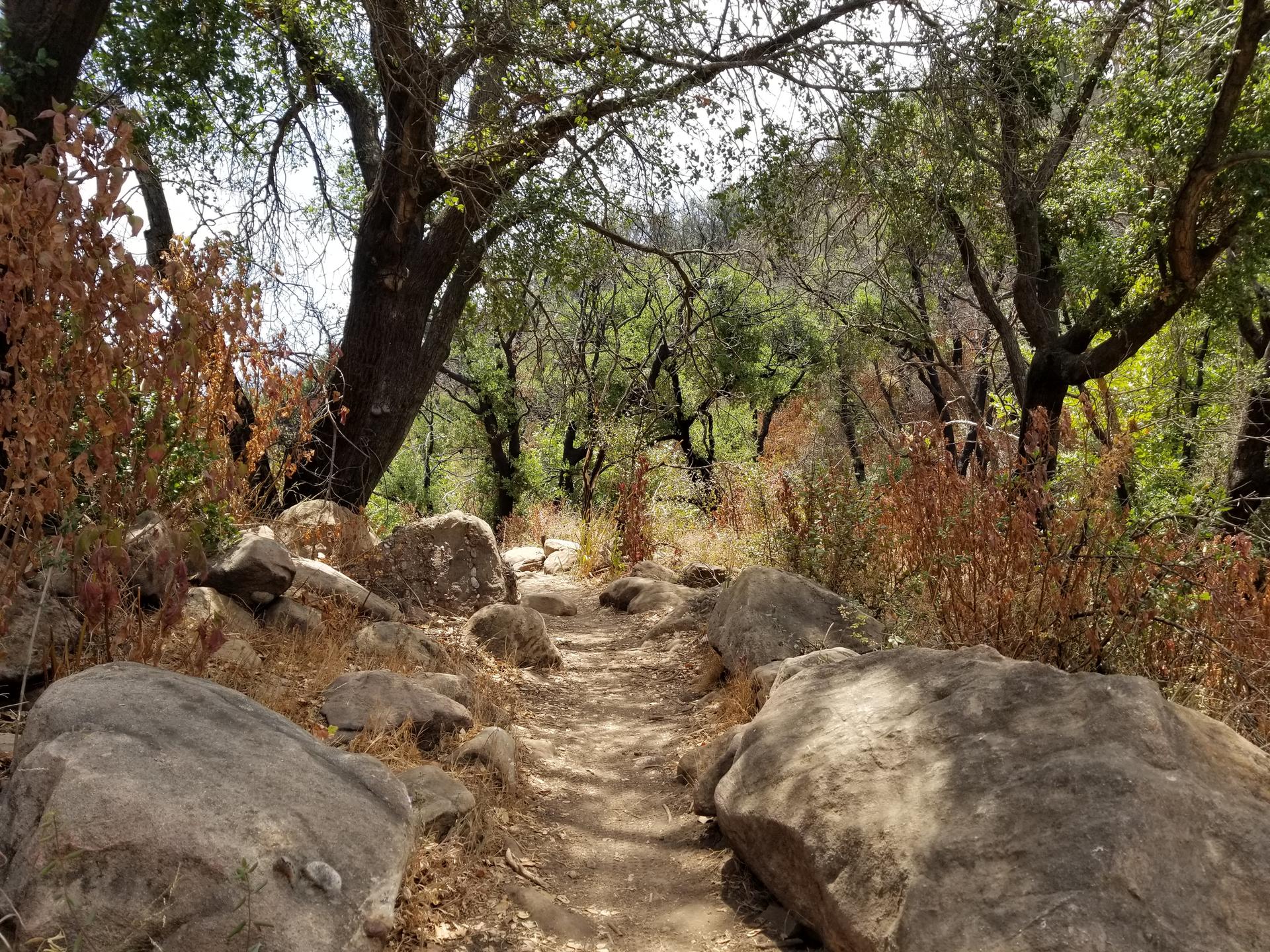 A rocky dirt path winds through a forest with green and brown foliage.