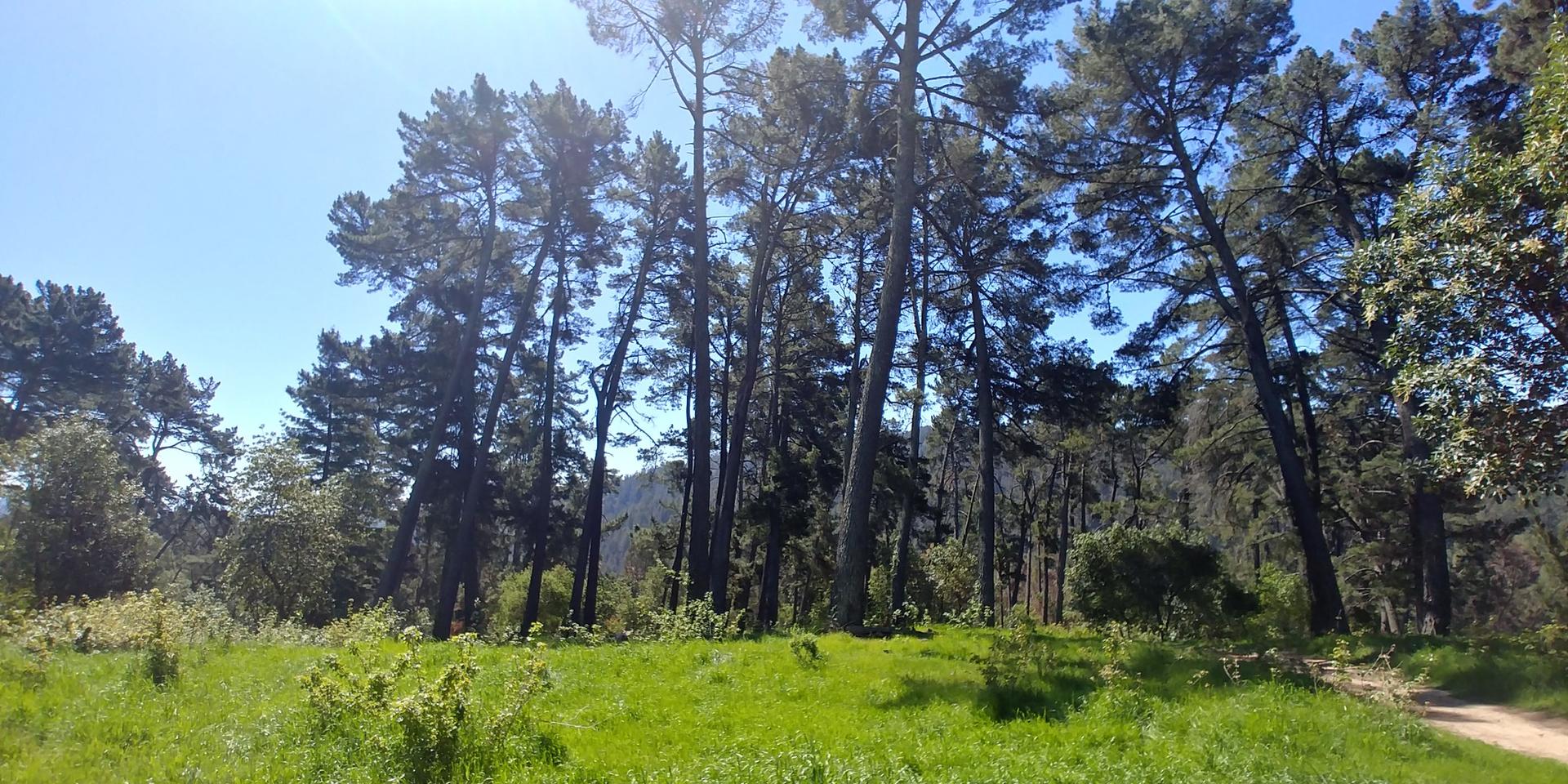 Grassy clearing with tall pine trees under a bright blue sky.
