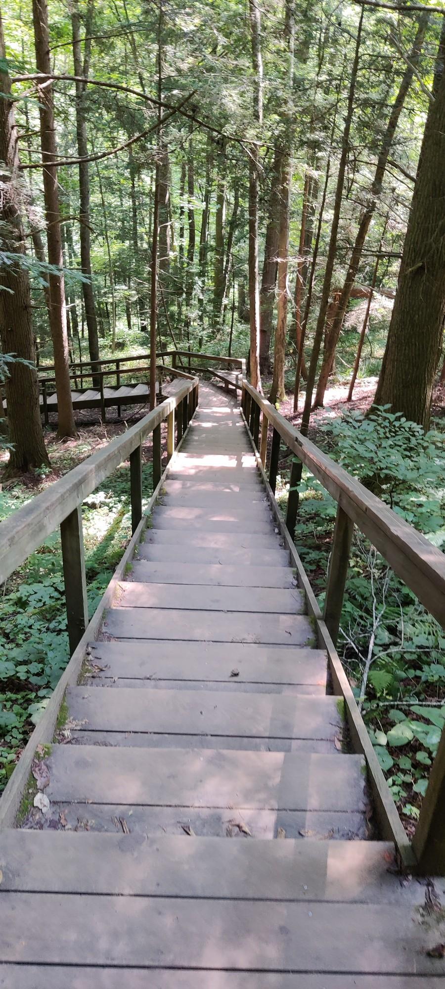 A long wooden boardwalk and stairs descend through a sun-dappled forest.