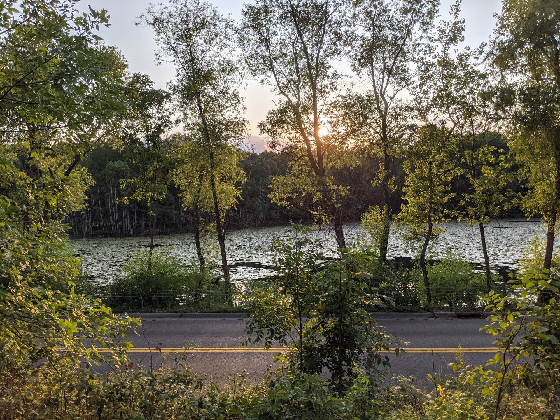 Sunset light filters through trees over a road and lily-pad covered lake.