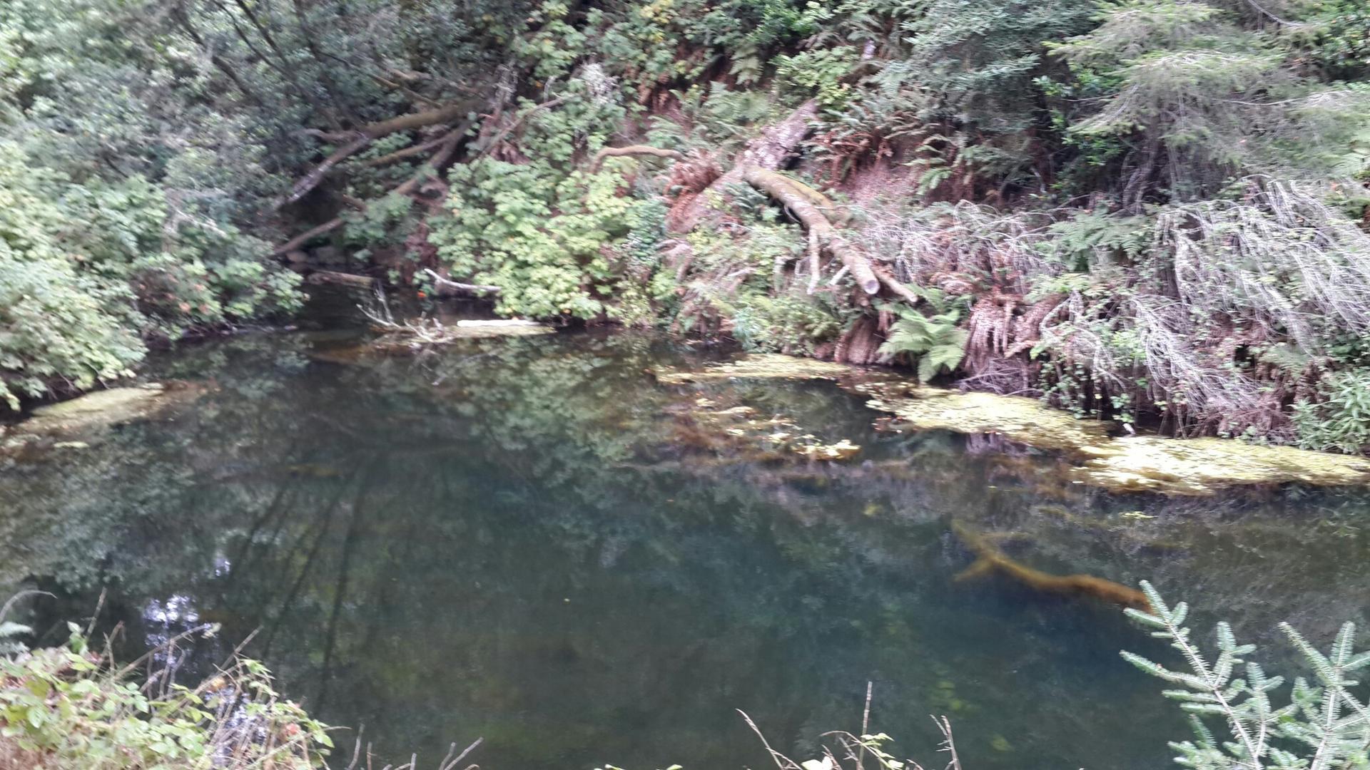 Dark, still pond surrounded by dense green forest and fallen logs.