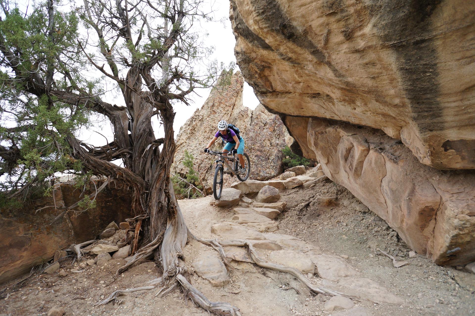 A mountain biker descends a rocky trail beside a gnarled tree and large rock.