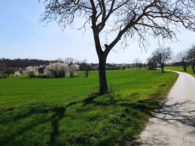 Besenwirtschaft Reblaus Weingut Bös Kurpfalz