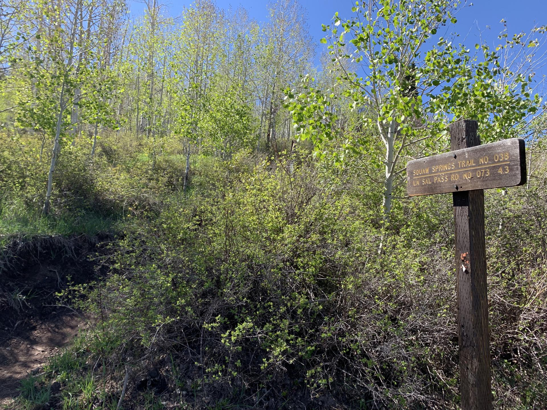 A wooden trail sign stands amidst lush green foliage under bright sunlight.