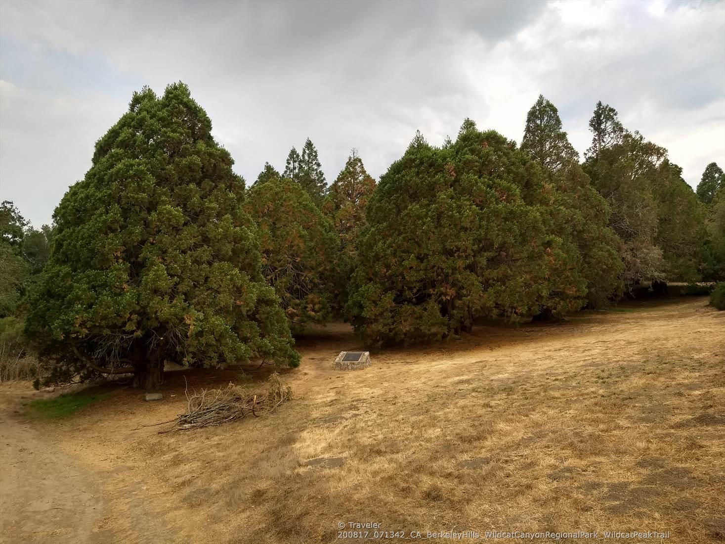 Tall evergreen trees stand beside a dry grassy field under a cloudy sky.