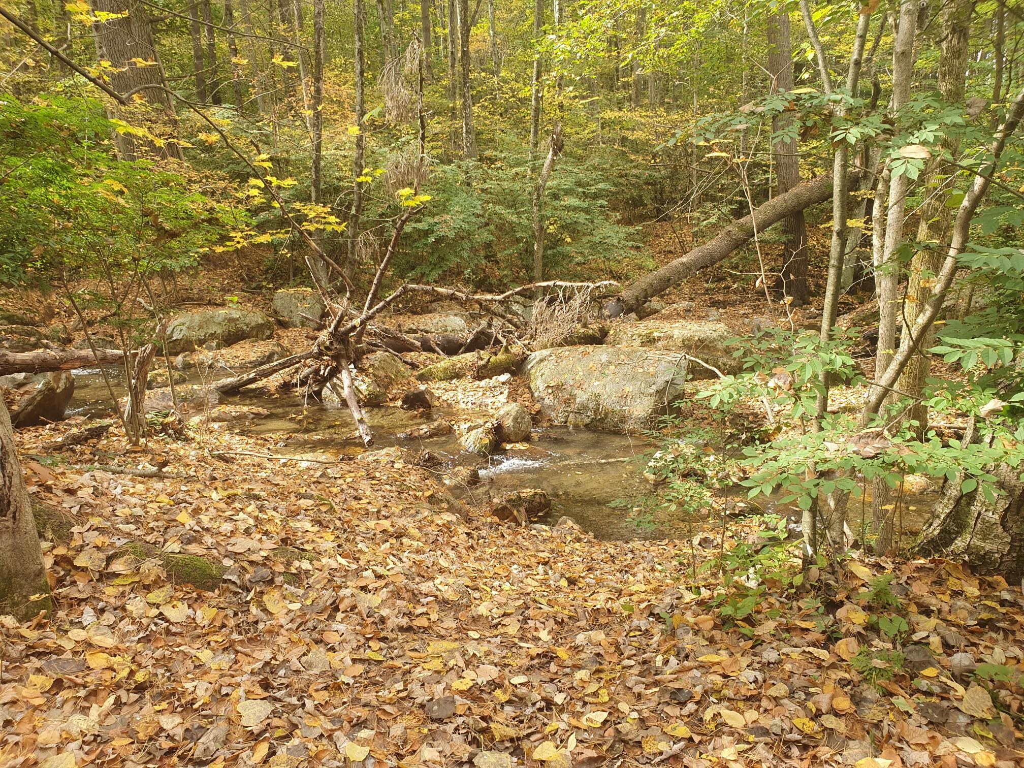 Rocky stream flowing through a forest, fallen leaves and logs on banks.