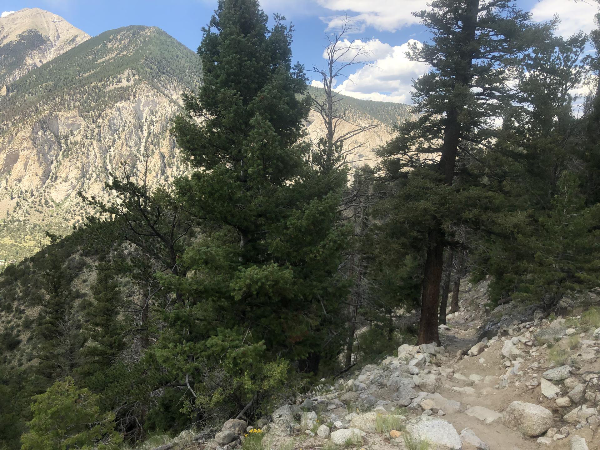 A rocky trail winds through evergreen trees on a steep mountain slope.