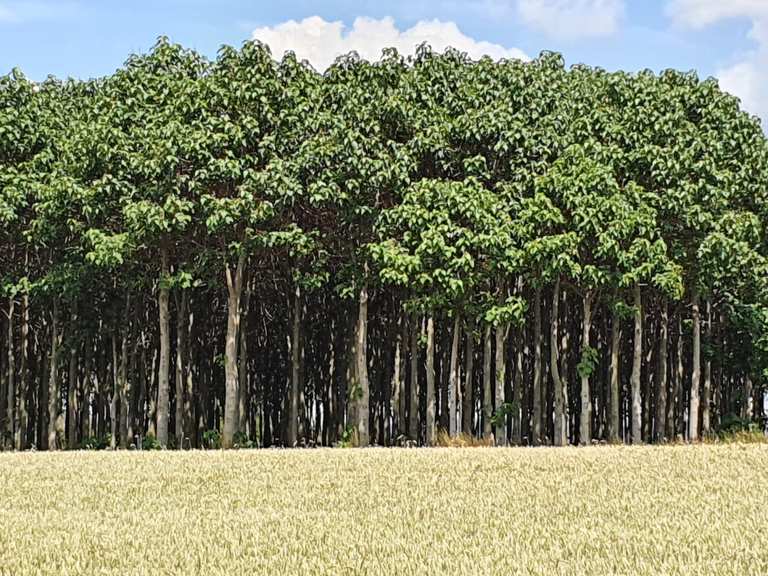 Kiribaum Plantage Wanderungen und Rundwege komoot