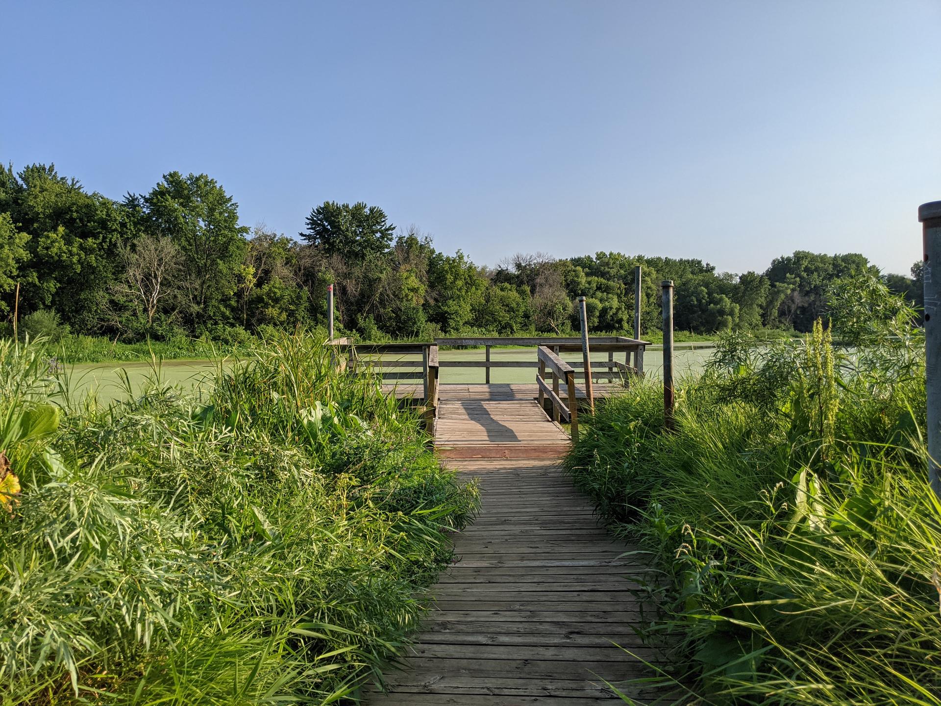 Wooden boardwalk leading to a dock on a green, algae-covered pond, sunny.