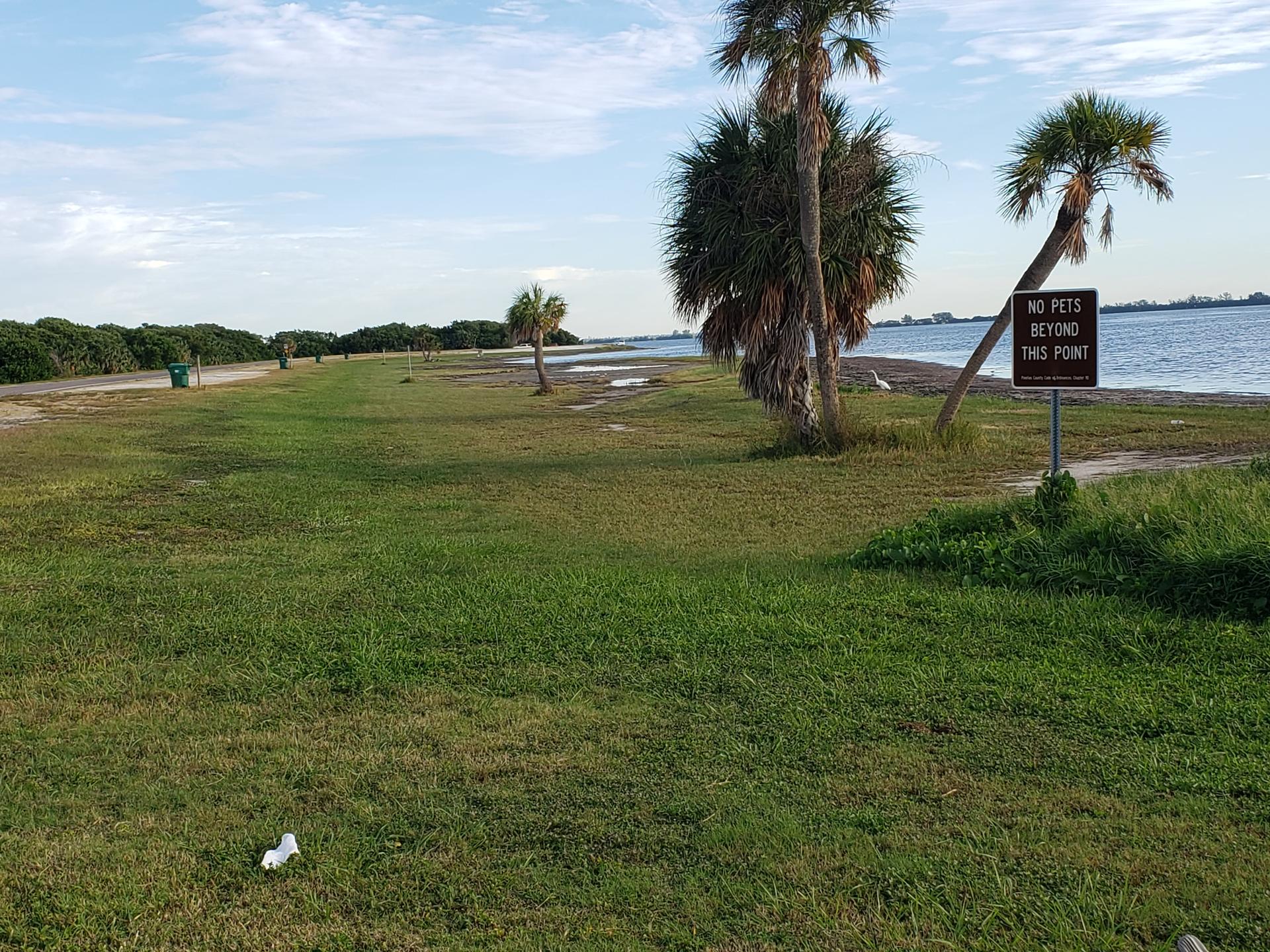Green grassy field with palm trees next to calm water under a bright sky.