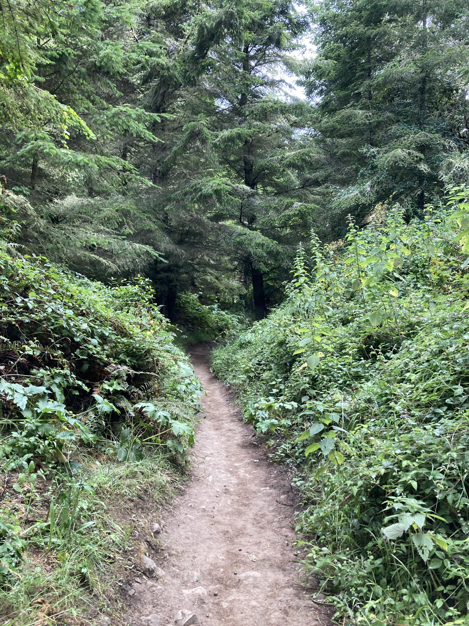 A narrow dirt path winding through a dense, green forest under an overcast sky.