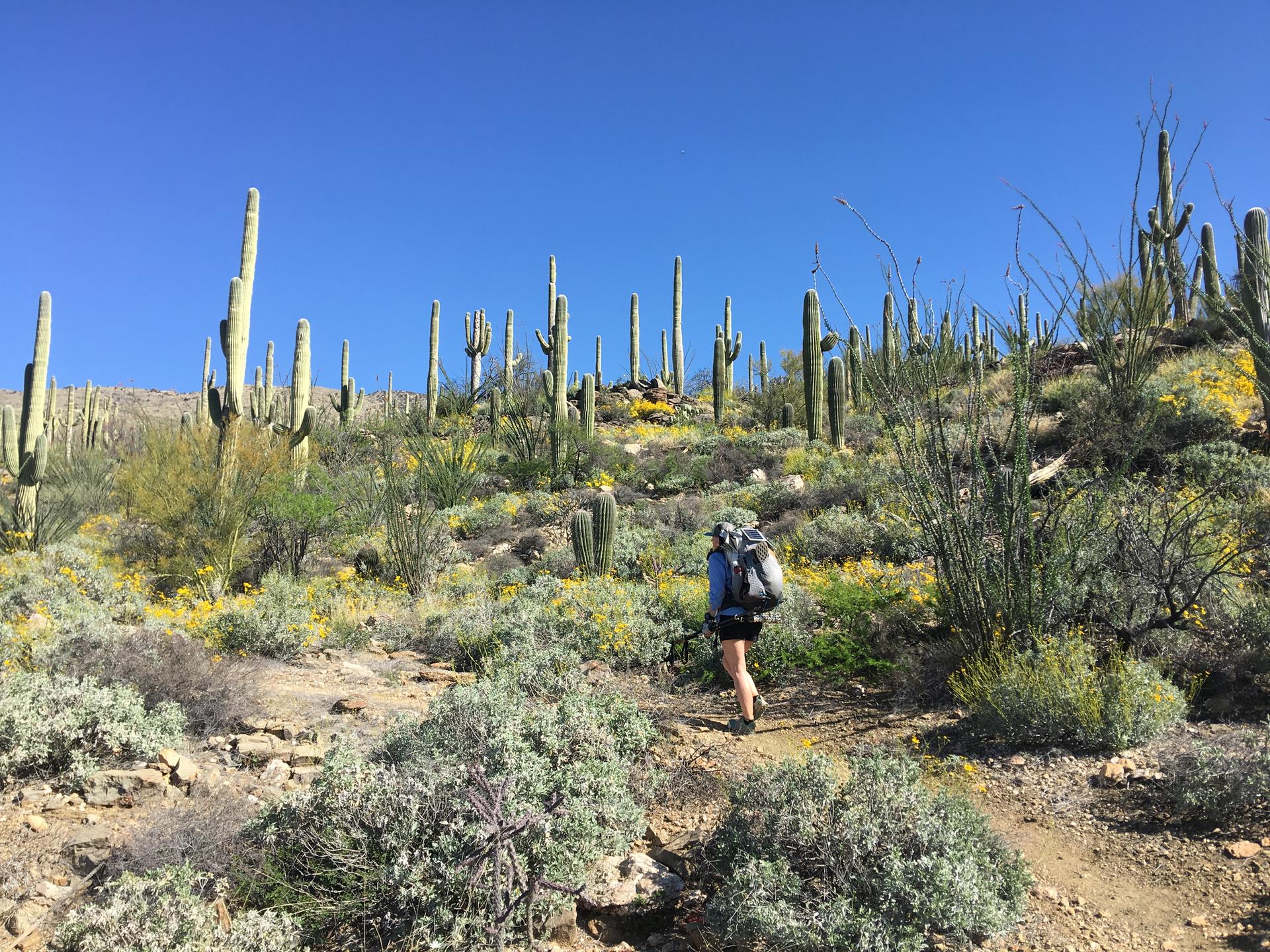 Hiker with backpack on a desert trail among saguaro cacti and yellow flowers.
