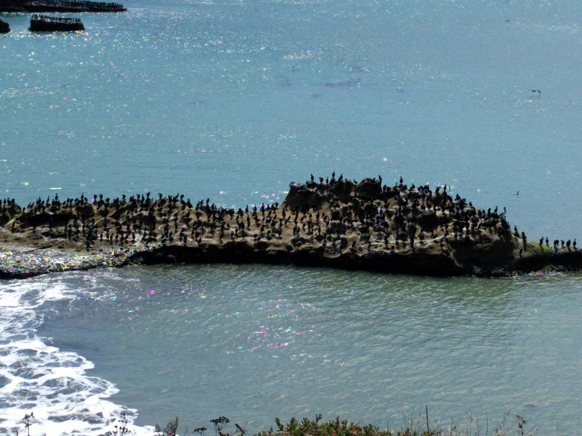 A large group of dark birds covering a rocky island in the ocean.