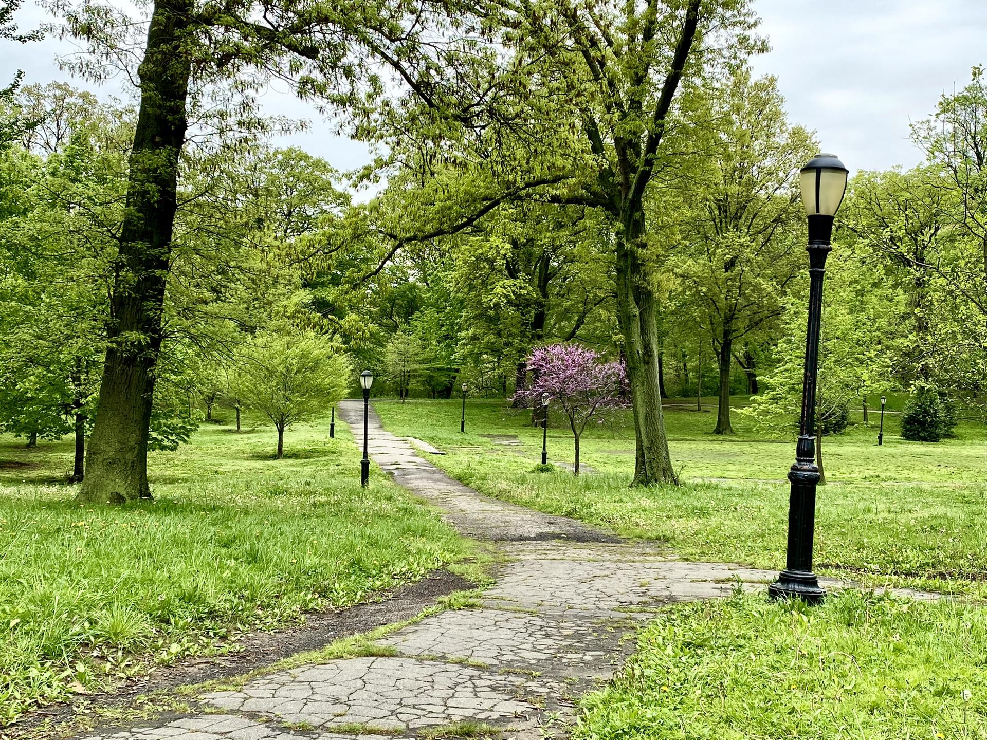 A cracked paved path winds through a green park with trees and lampposts.