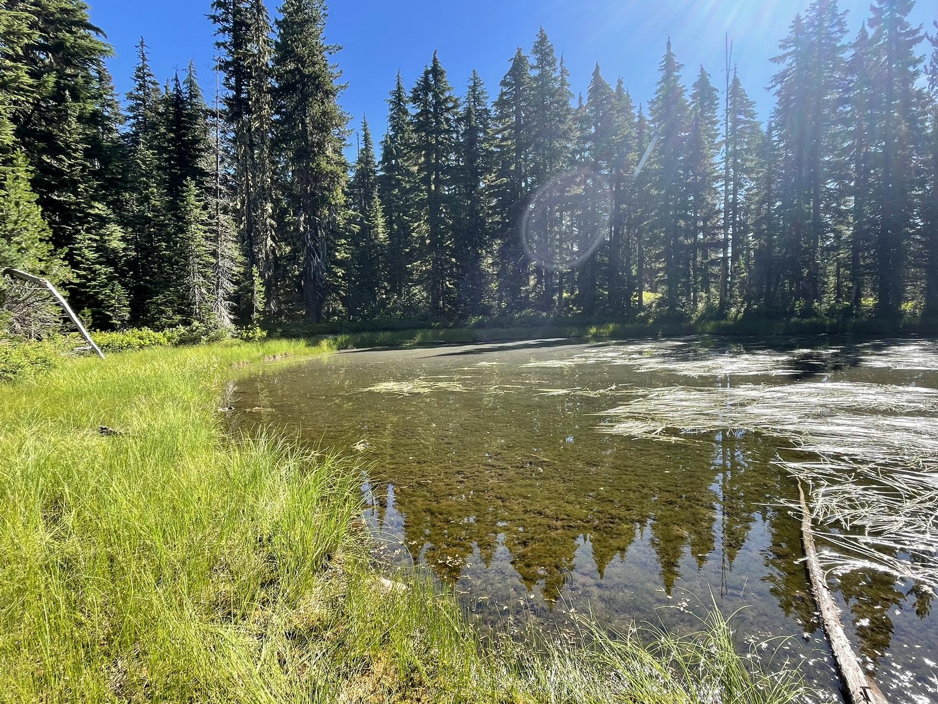 Sunny shallow pond with aquatic plants, surrounded by green grass and trees.