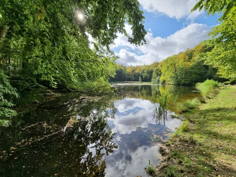 Schöne alte Lindenallee Klosterteiche in Hütter Wohld Runde von