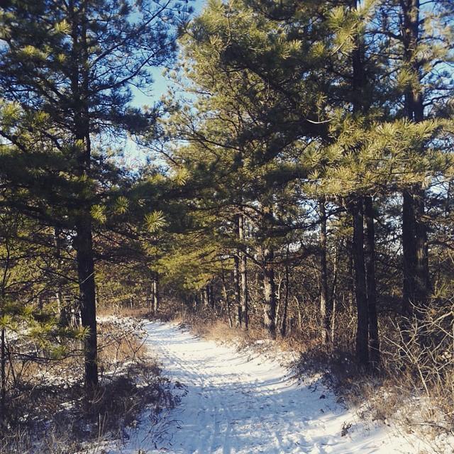 A snowy path winds through a sunlit pine forest on a clear day.