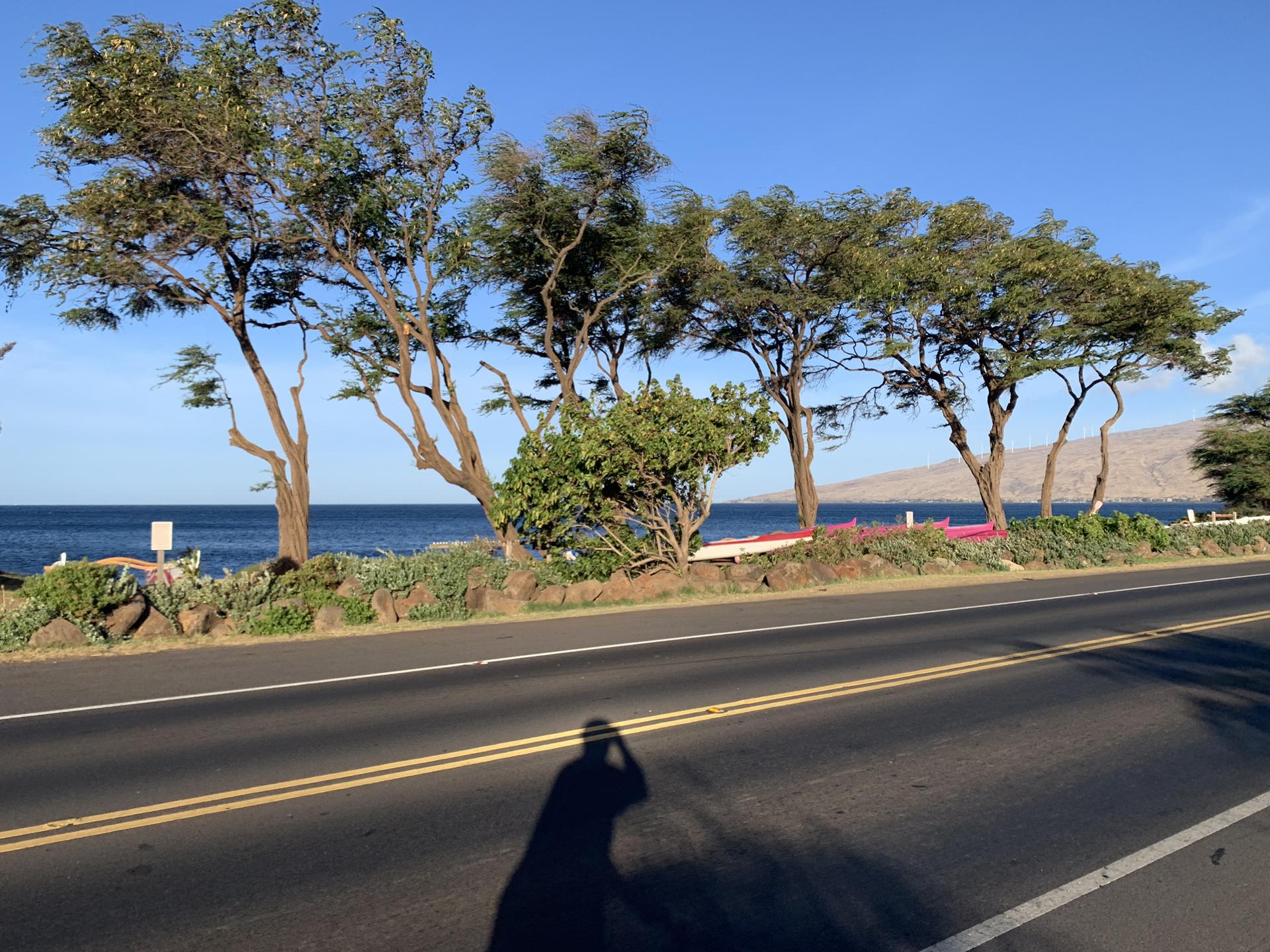 Road alongside the ocean, lined with trees, under a clear blue sky.