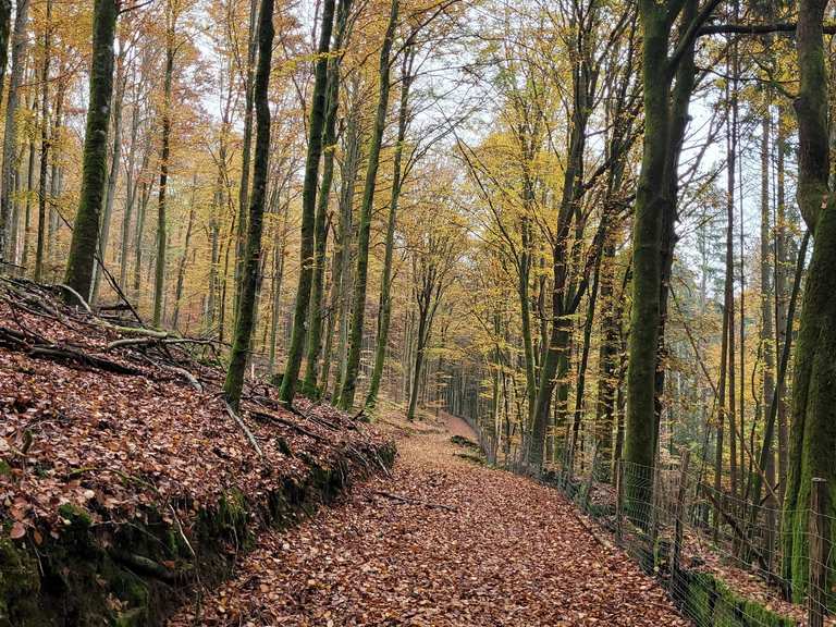 Löwensteiner Trail MountainbikeTouren komoot