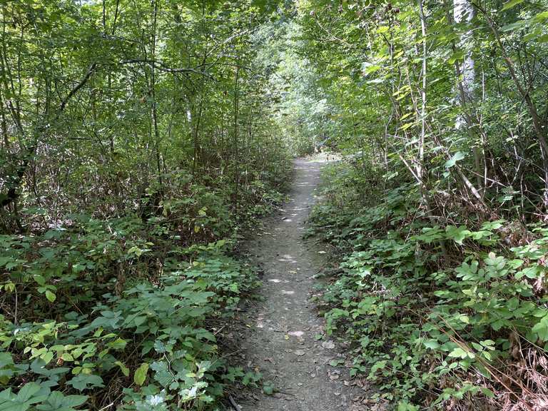 Süßer Abschnitt durch den Wald Radtouren und Radwege komoot