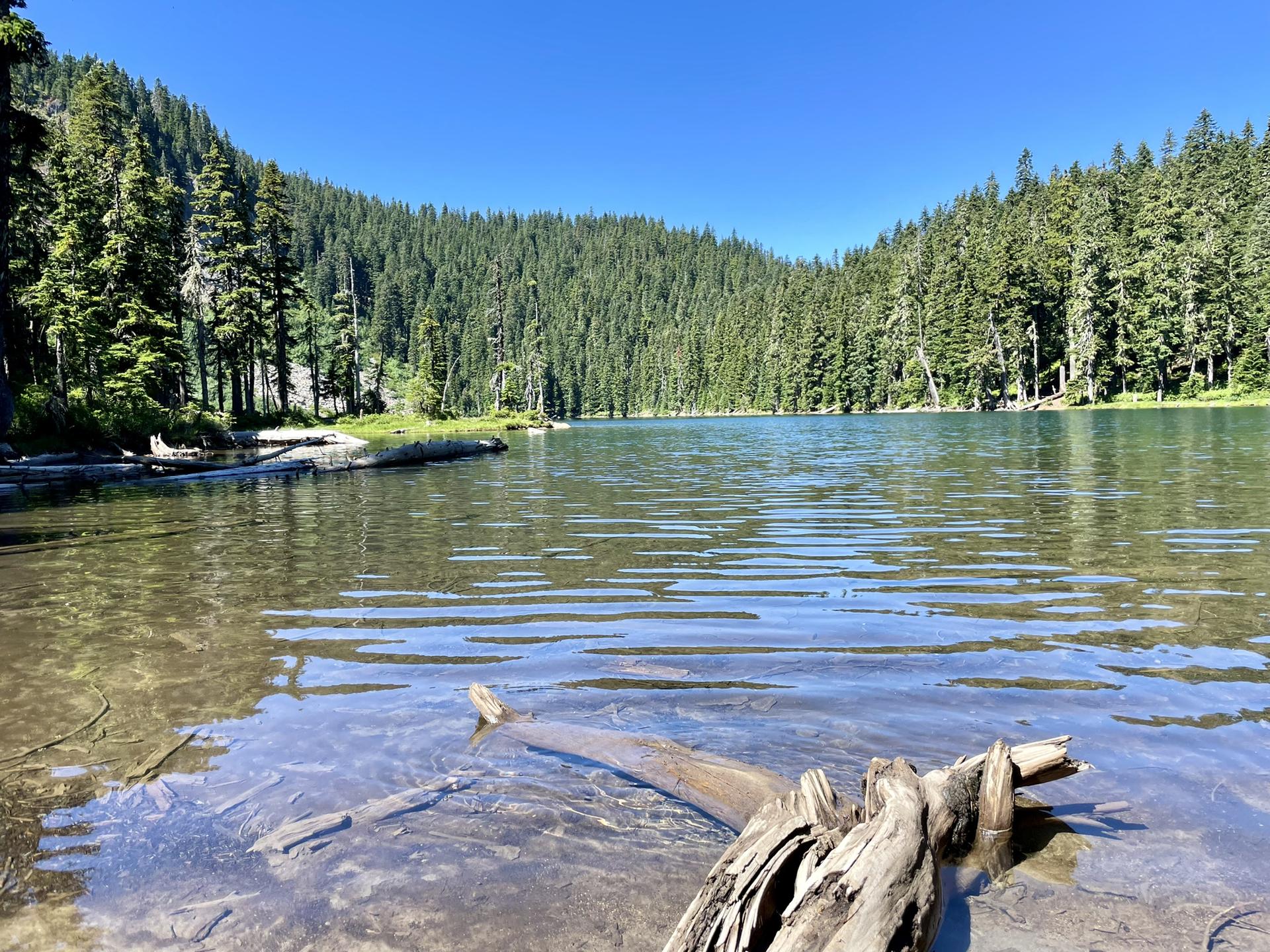 Clear lake water with a submerged log, surrounded by a dense pine forest.