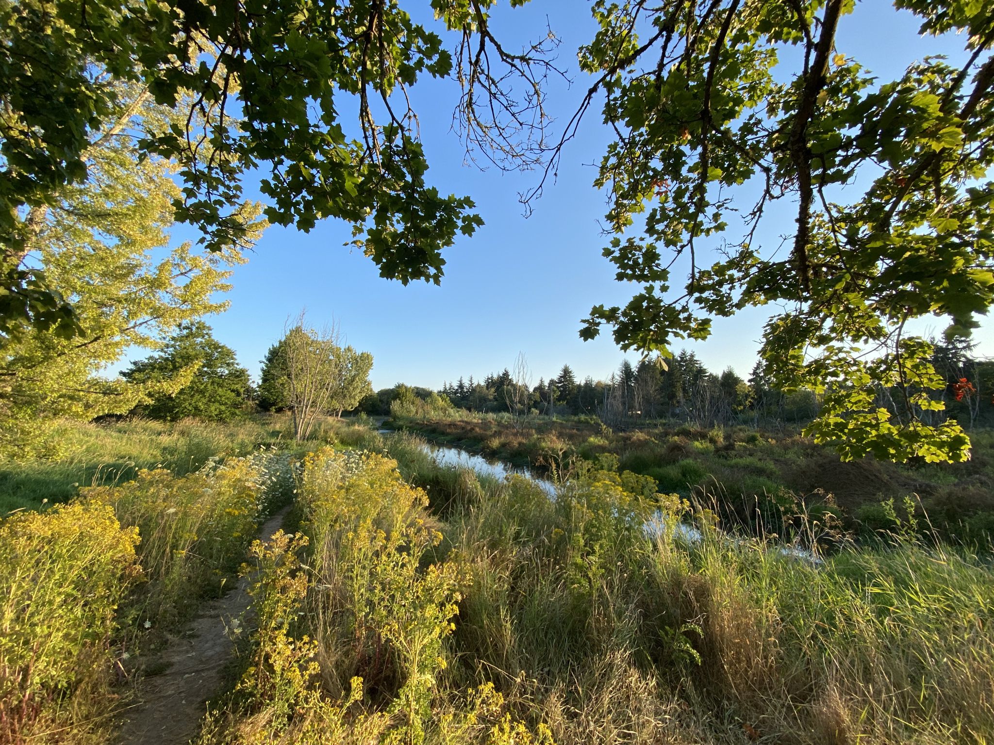 Sunny view of a winding stream through a vibrant green and yellow field. - Knoll Center Wetlands Park – Fanno Creek Trail loop from Hall/Nimbus