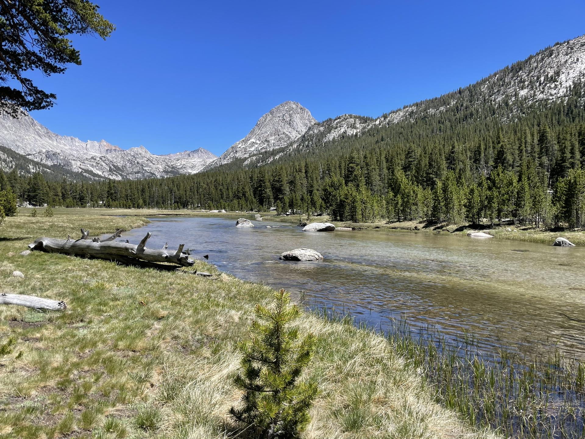 A clear river flows through a valley with pine forests and distant mountains.