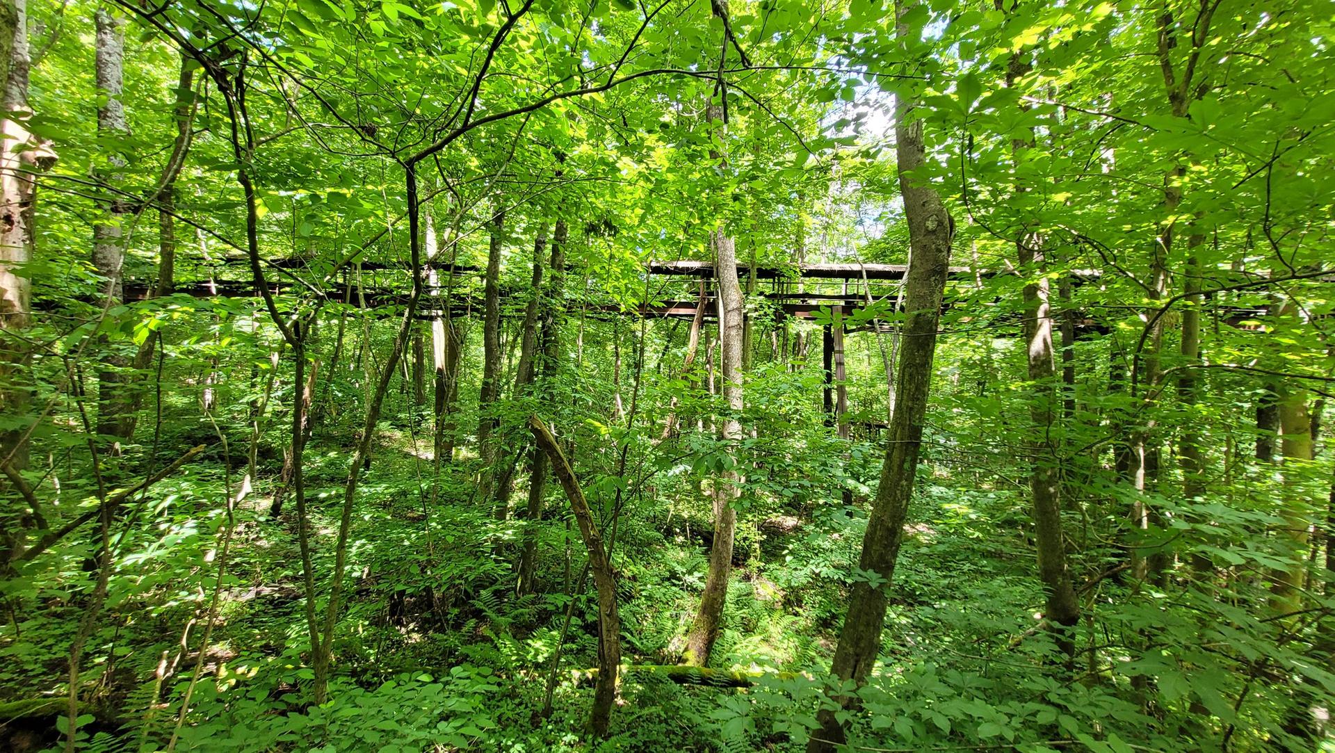 Elevated wooden structure winding through a dense, sunlit green forest.