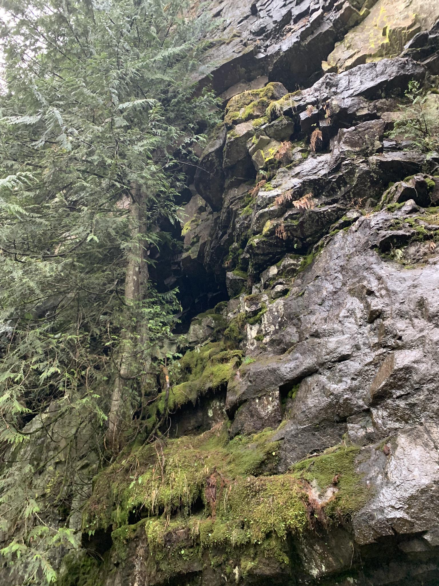 Dark cave opening in a mossy, wet rock cliff with dense evergreen trees.