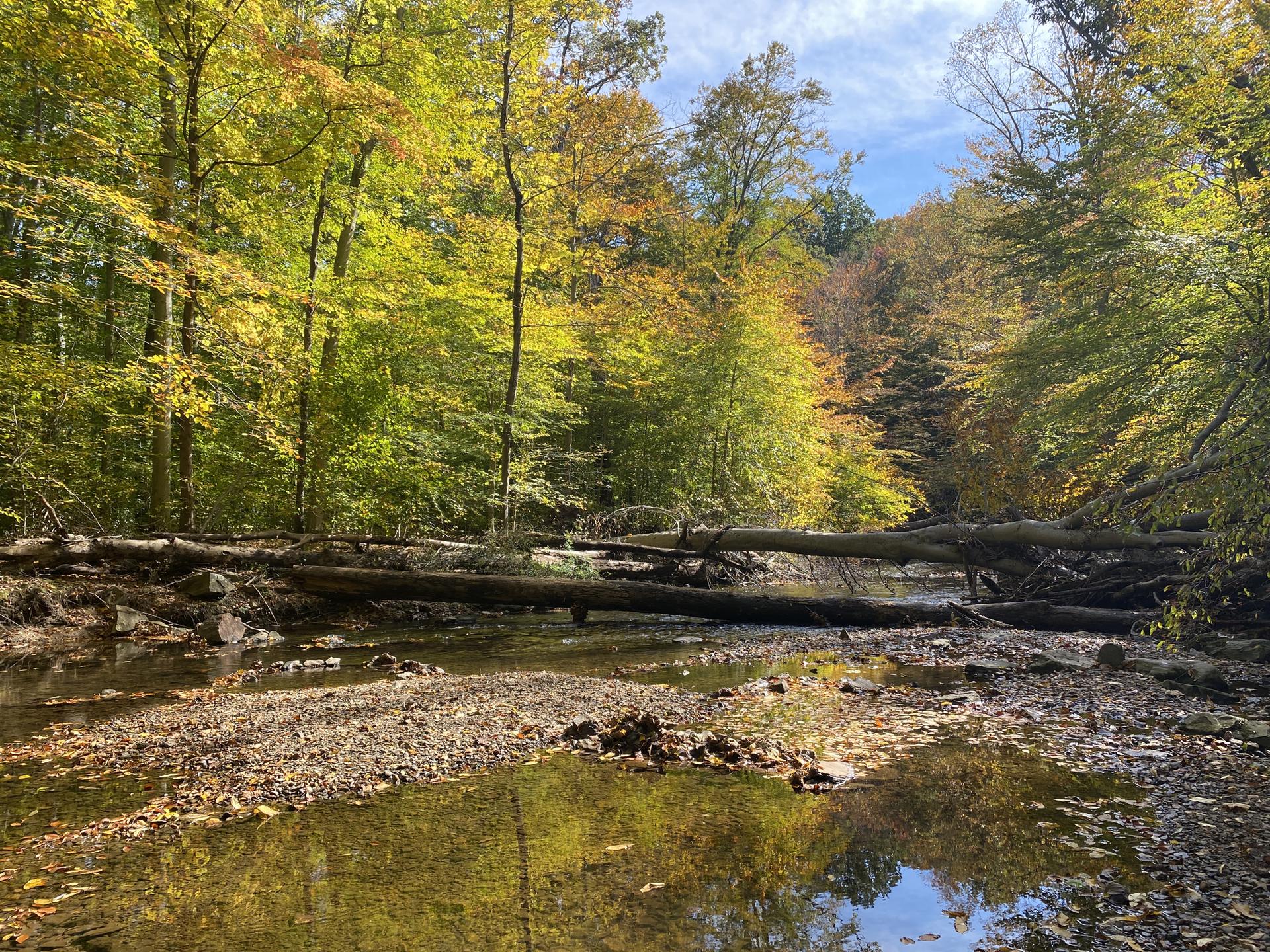 Shallow stream with fallen logs, surrounded by sunlit autumn trees under a blue sky.