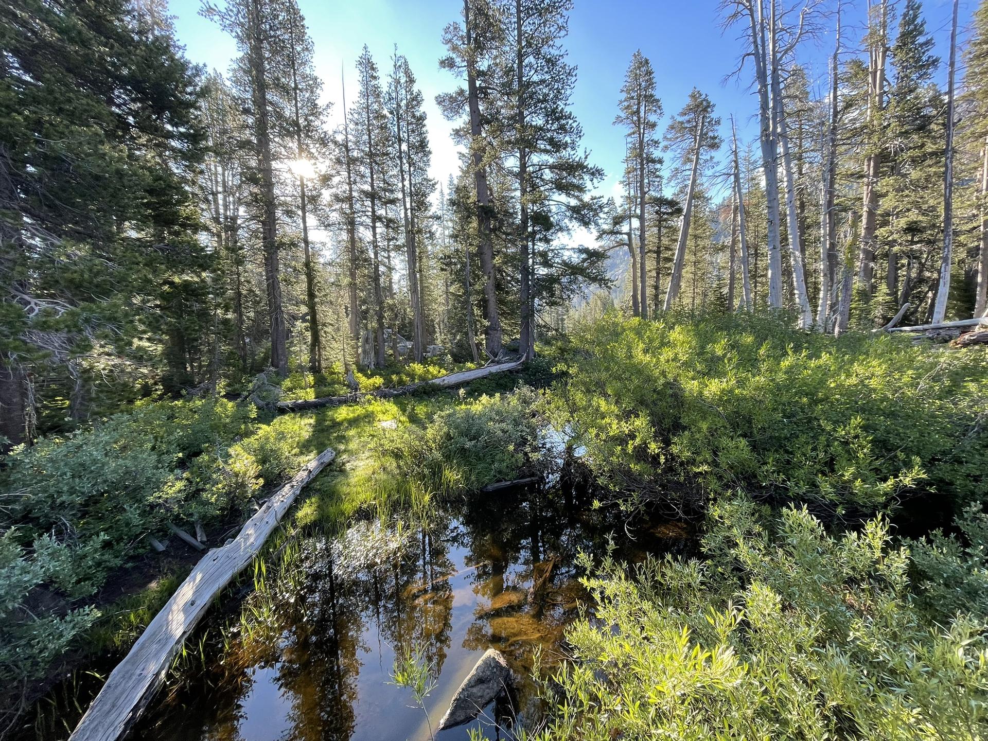 A sunlit stream flows through a dense forest with tall trees and lush greenery.