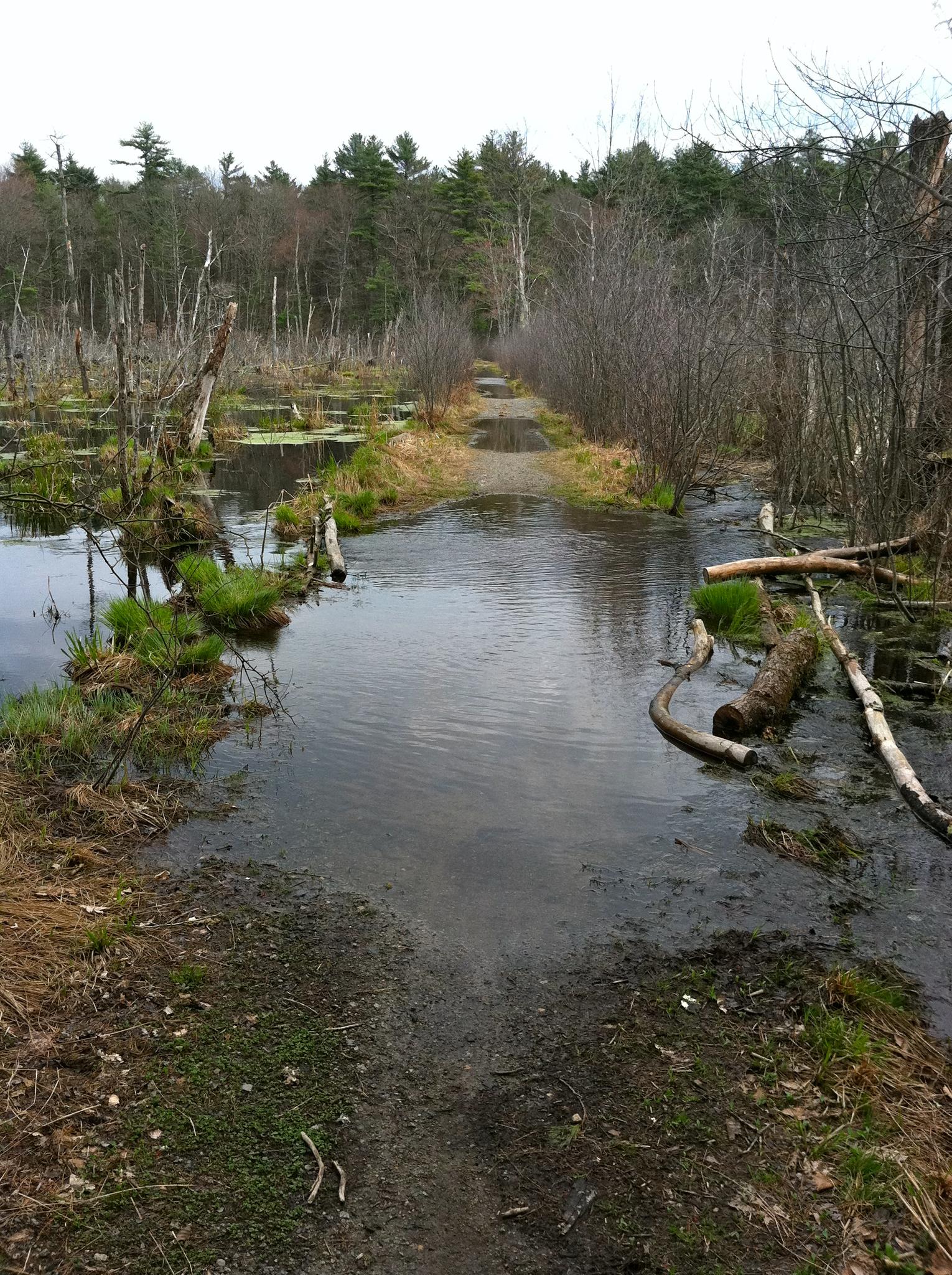Flooded dirt path through a wetland with submerged trees and distant forest.