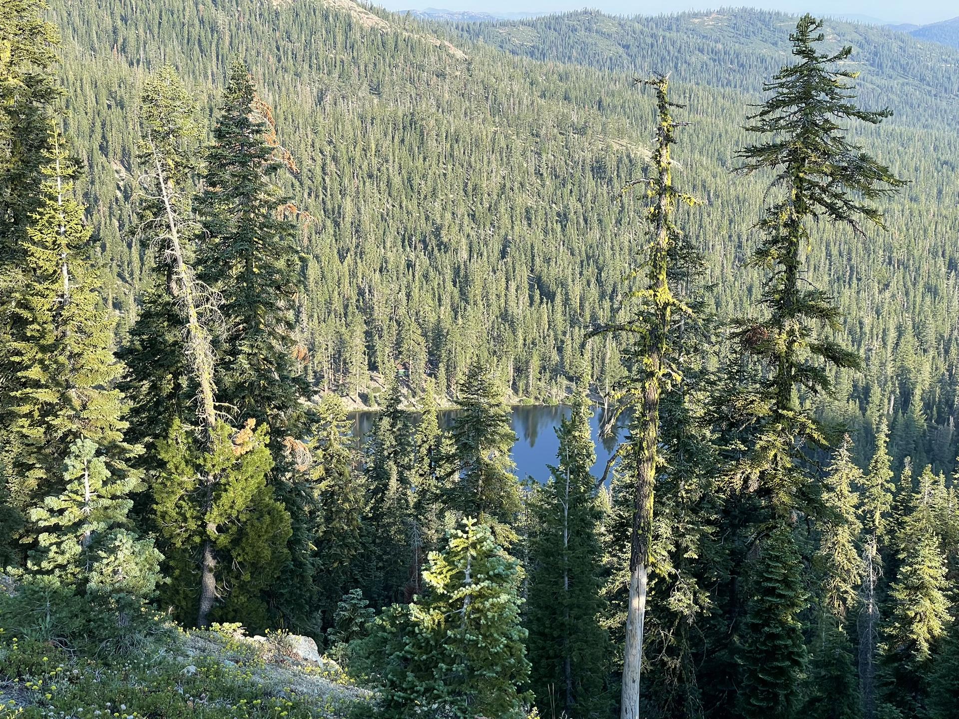 A blue lake peeks through a dense, sunlit pine forest on a hillside.
