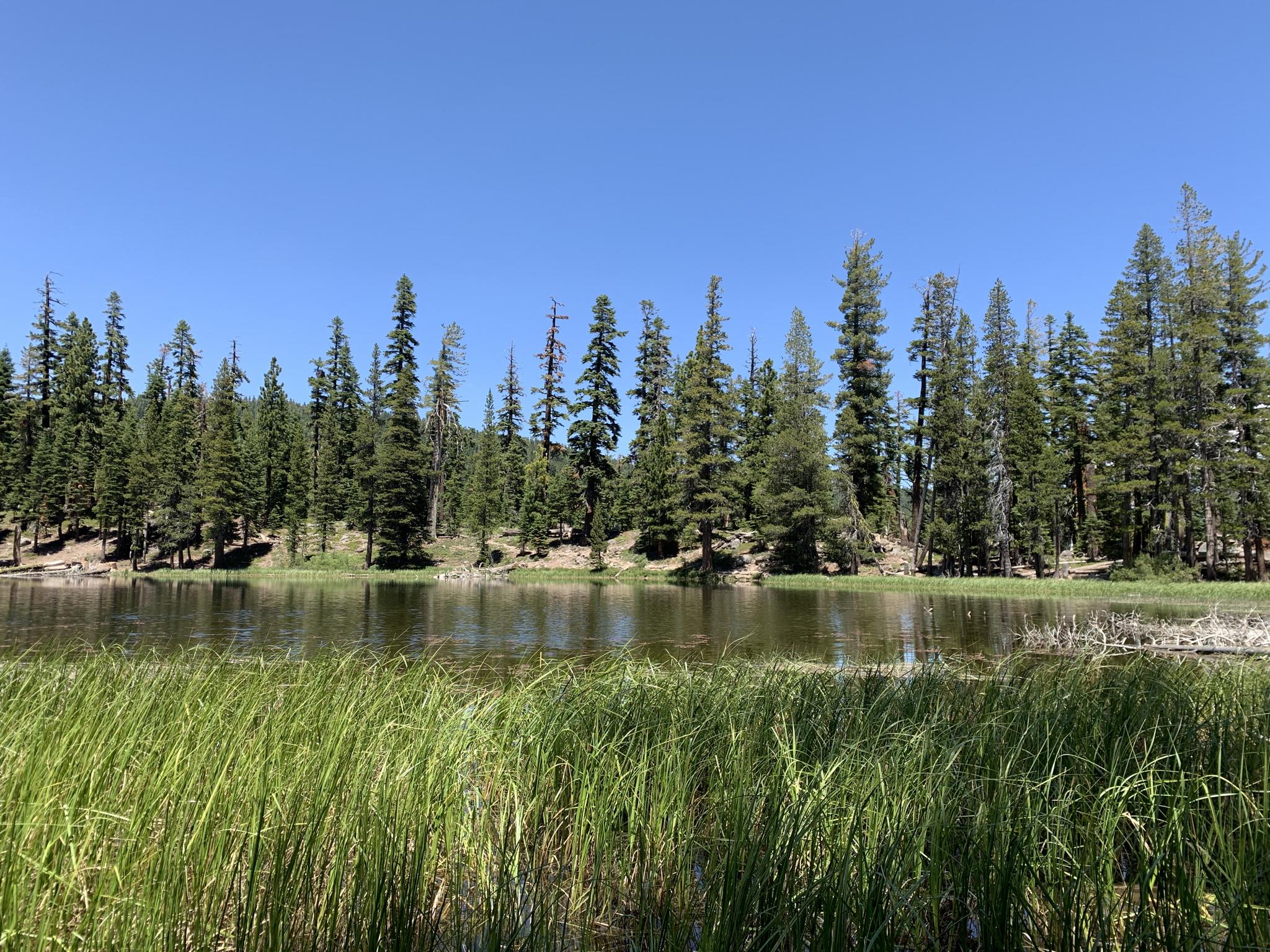 Calm lake with tall grass in foreground, surrounded by dense pine forest.