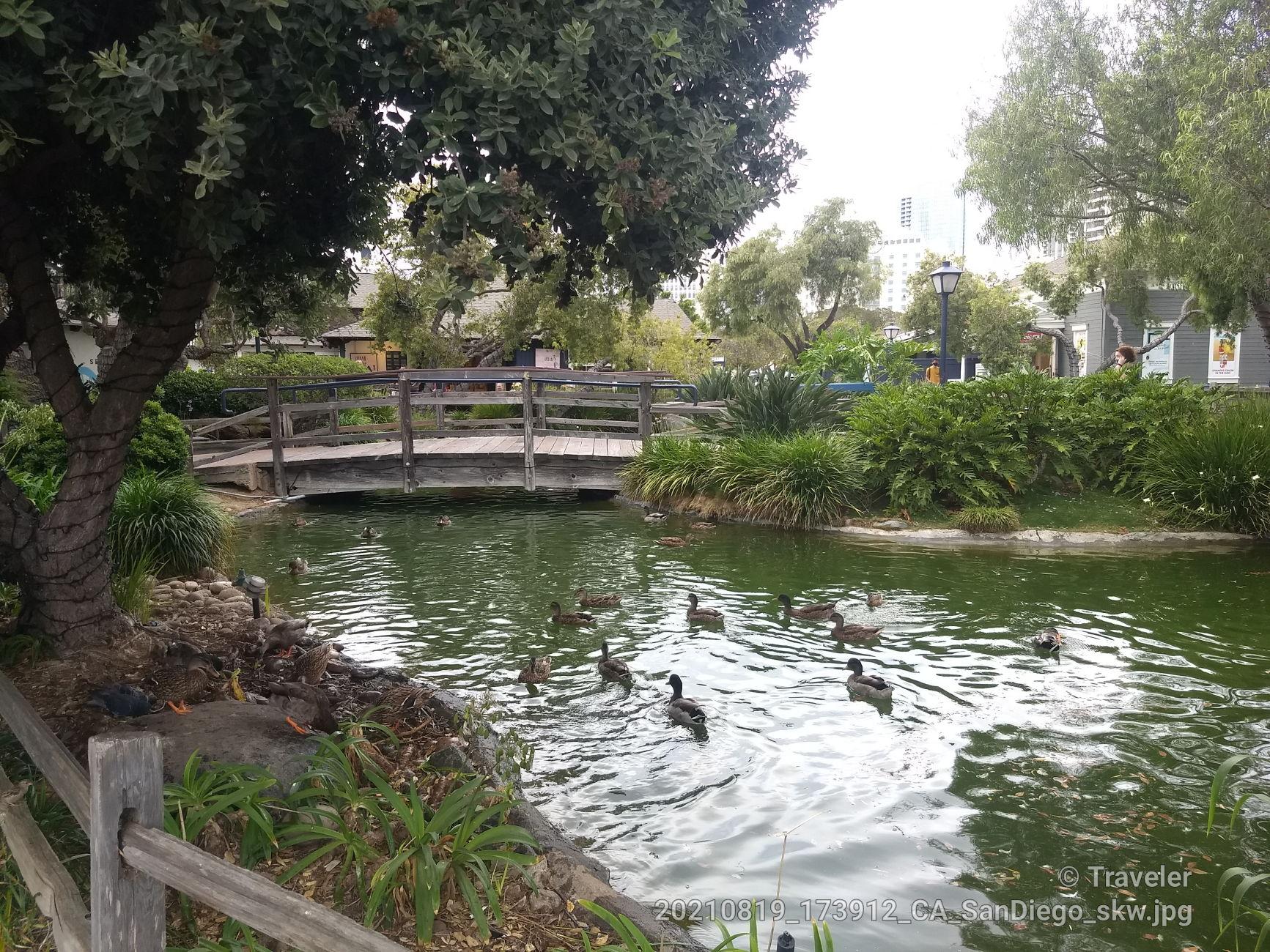 Ducks swim in a pond with a wooden bridge under diffused light.