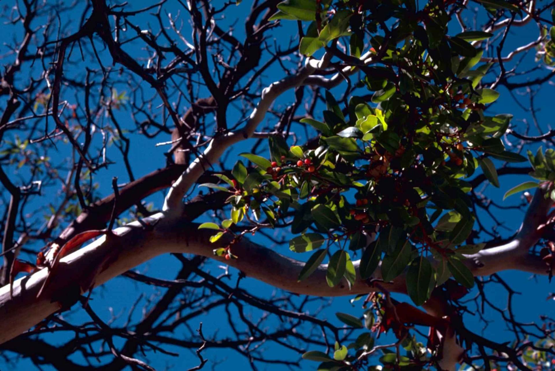Tree branches with green leaves and red berries against a bright blue sky.