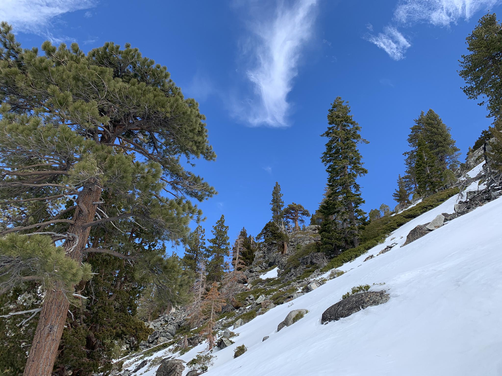 Snowy mountain slope with tall pine trees under a bright blue sky.